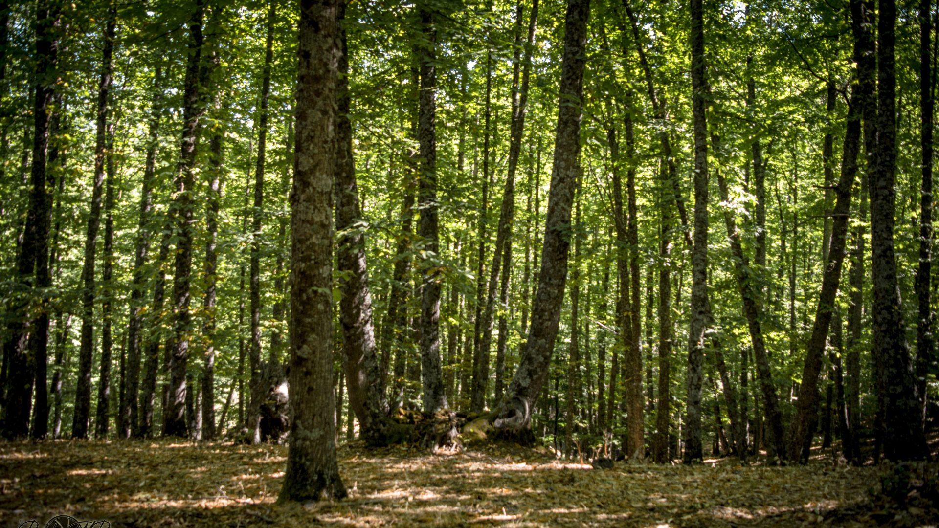 Castañar Del Tiemblo - 03