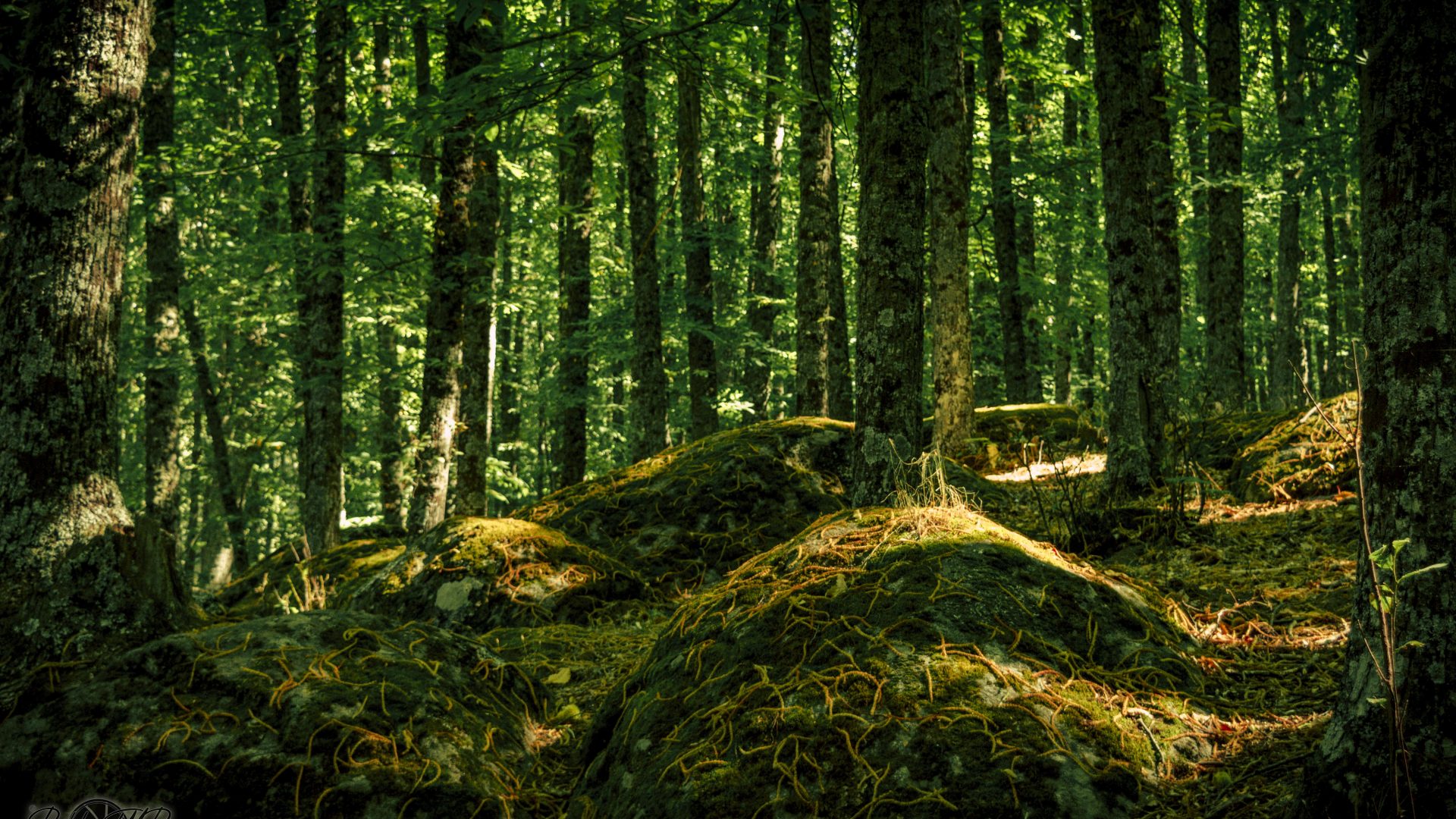 Castañar Del Tiemblo - 04