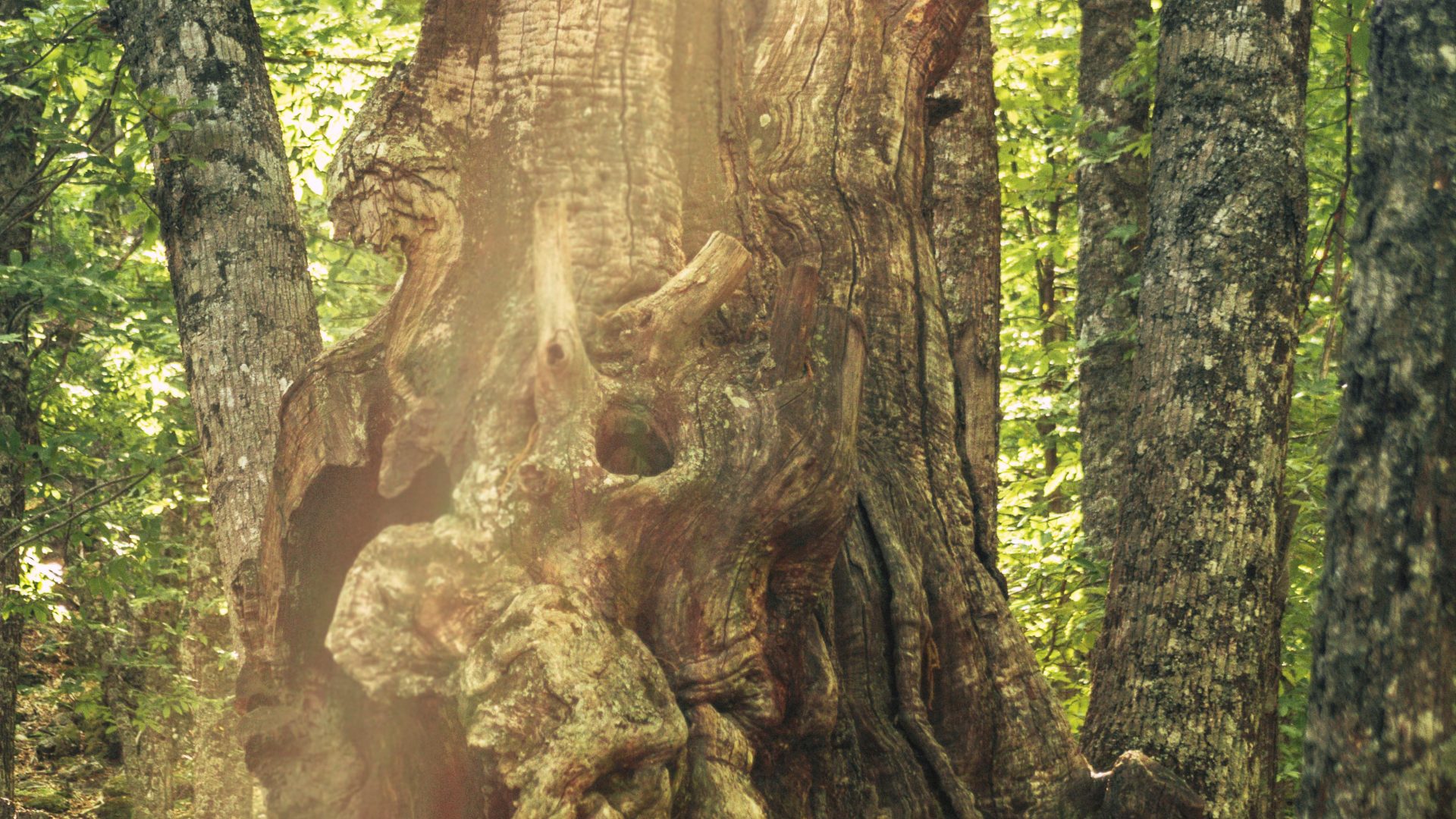 Castañar Del Tiemblo - 05