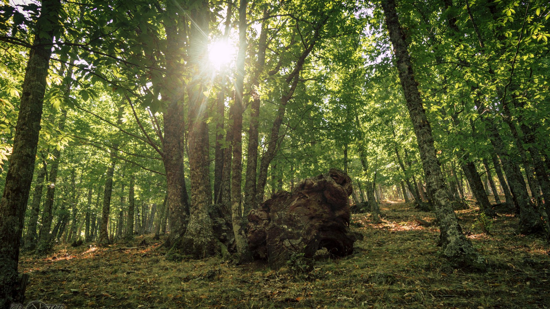 Castañar Del Tiemblo - 01