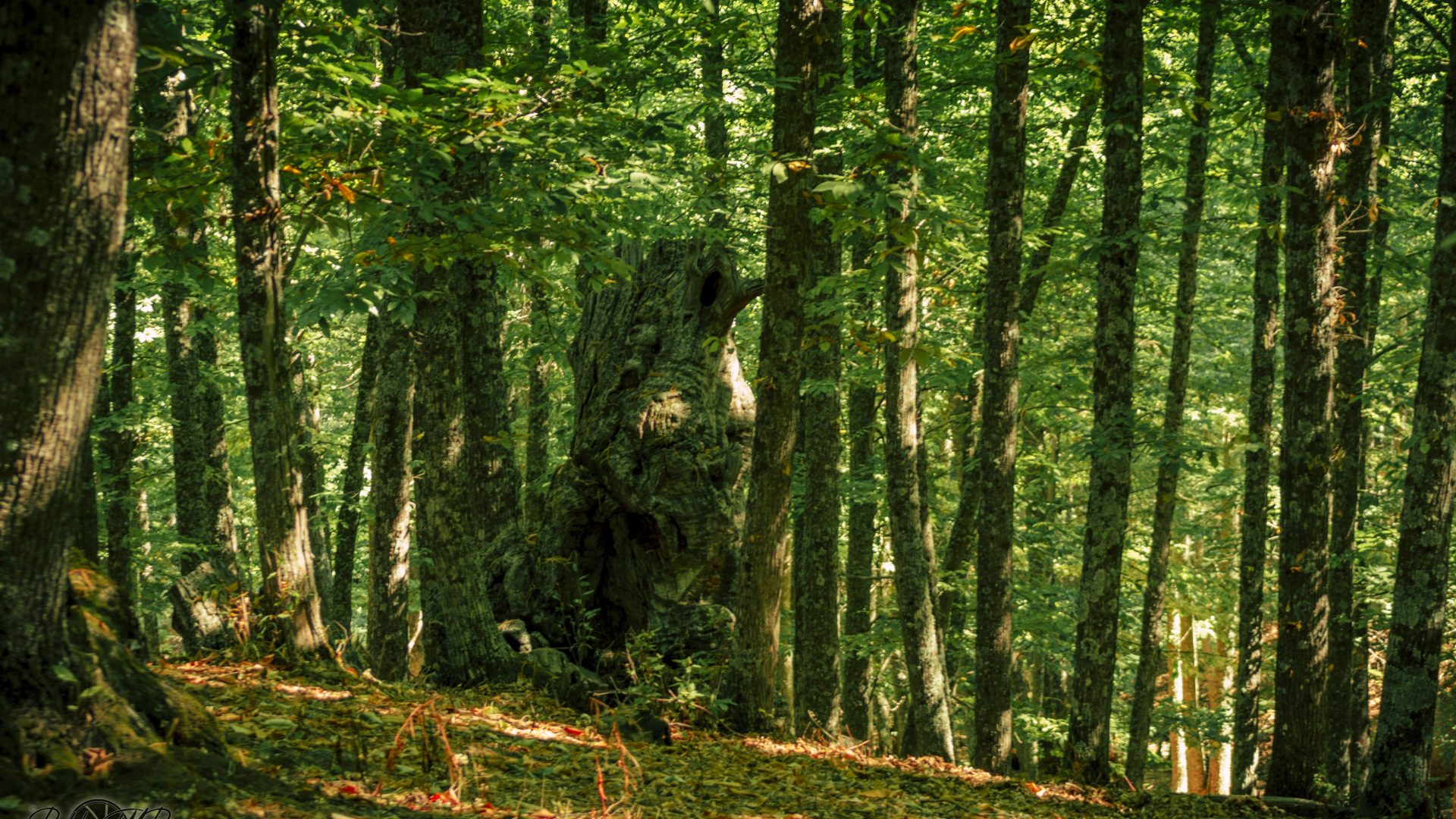 Castañar Del Tiemblo - 06