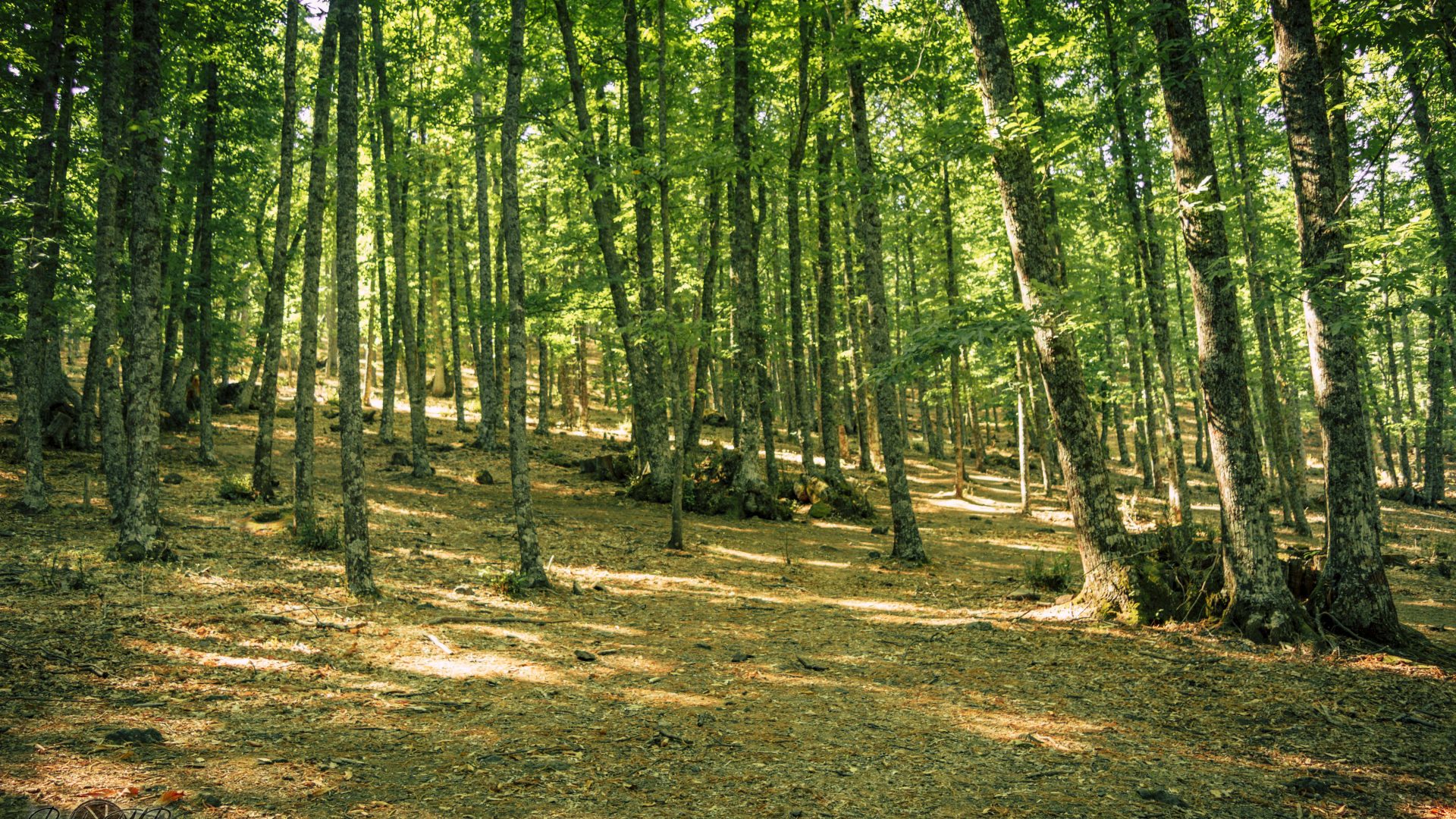 Castañar Del Tiemblo - 07