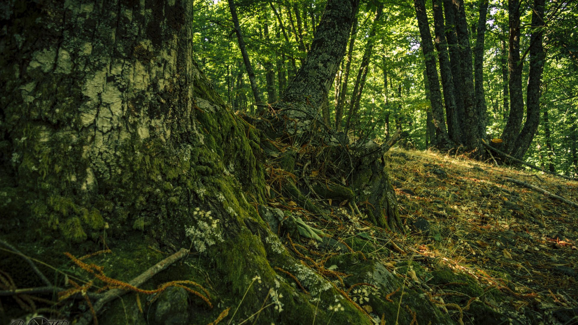 Castañar Del Tiemblo - 08