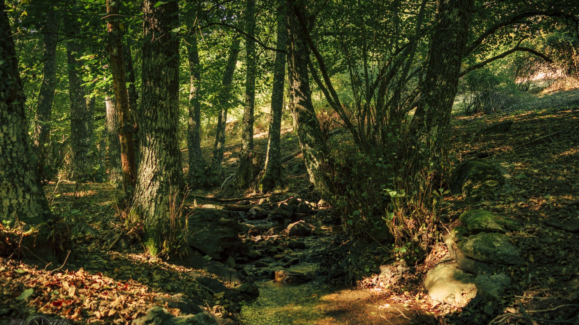 Castañar Del Tiemblo - 02