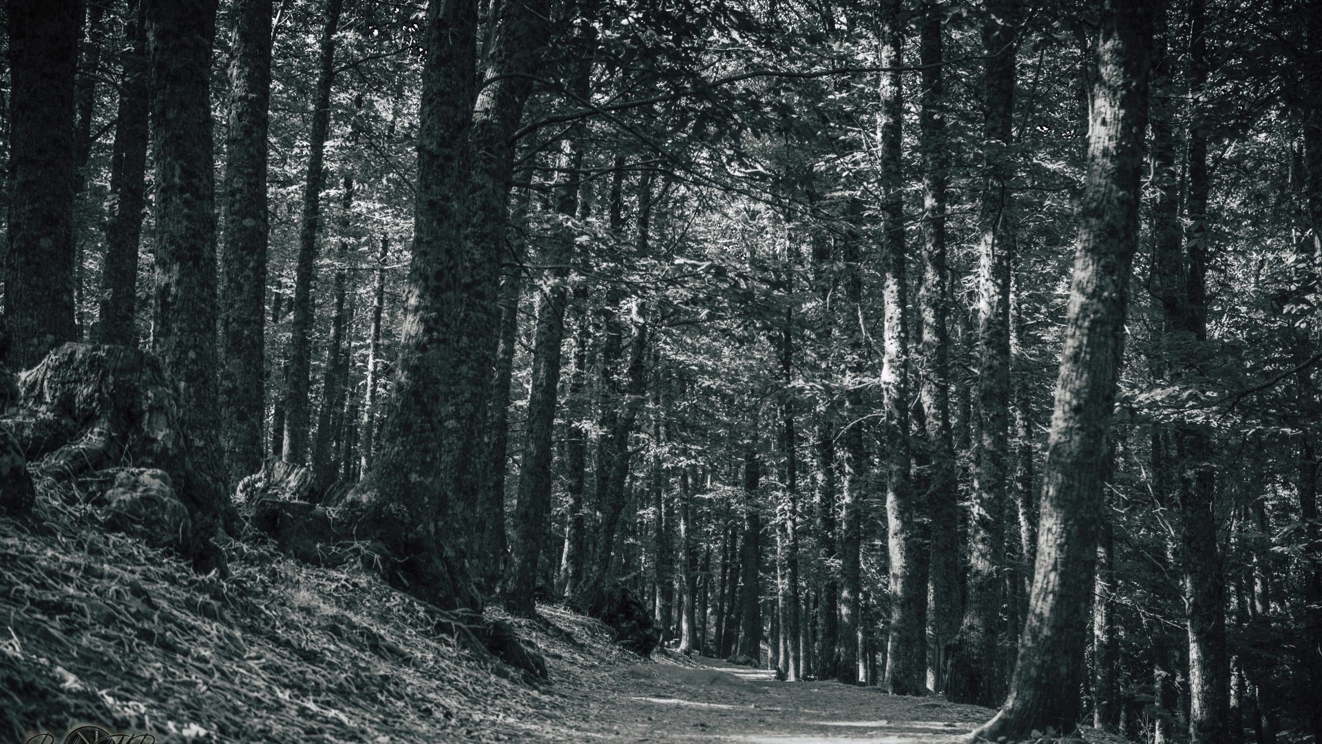 Castañar Del Tiemblo - 09