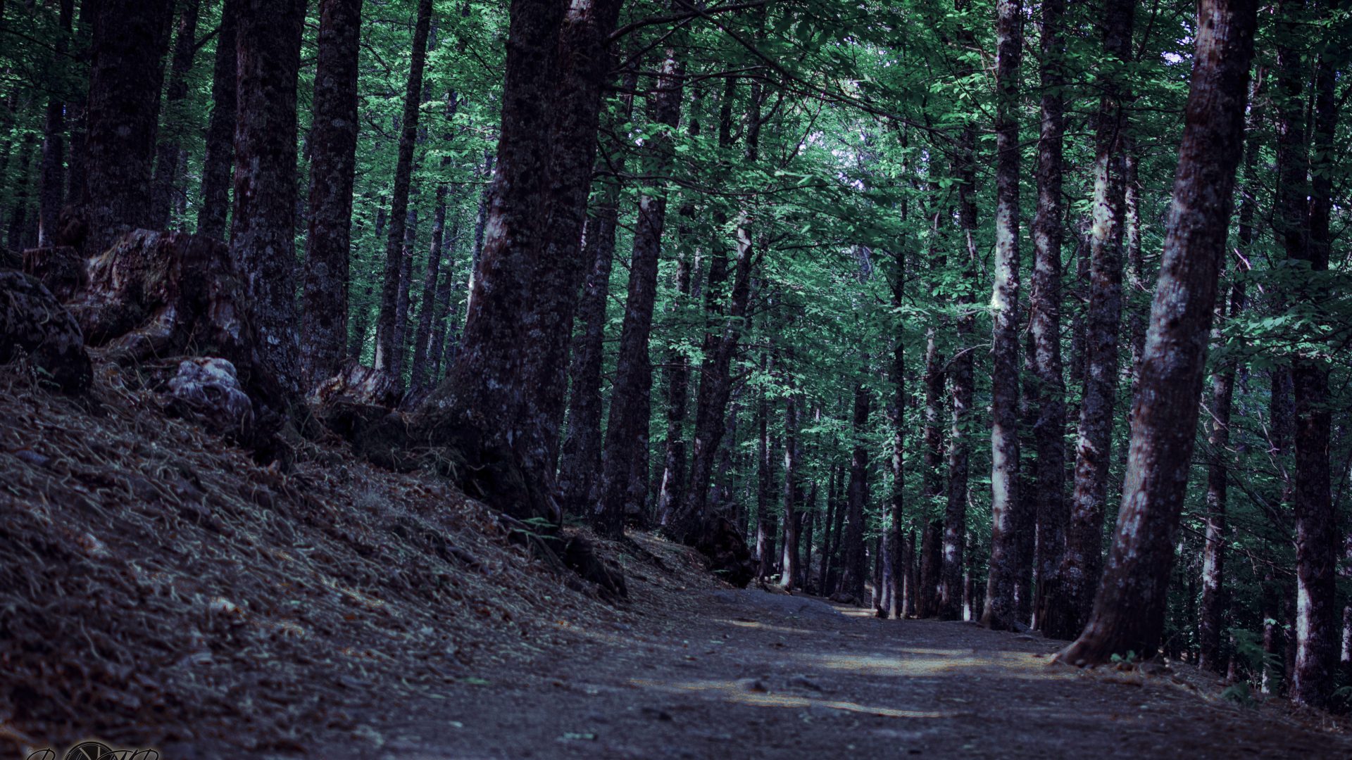 Castañar Del Tiemblo - 10