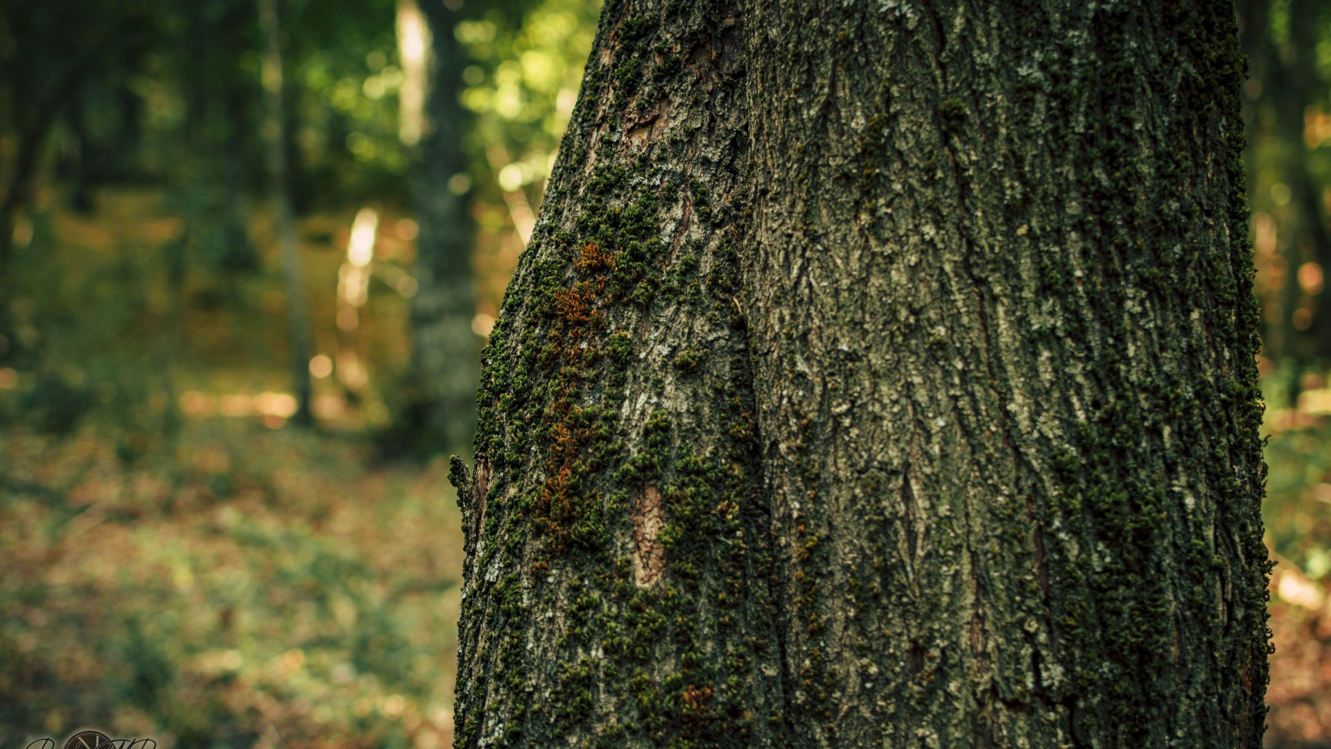 Castañar Del Tiemblo - 11