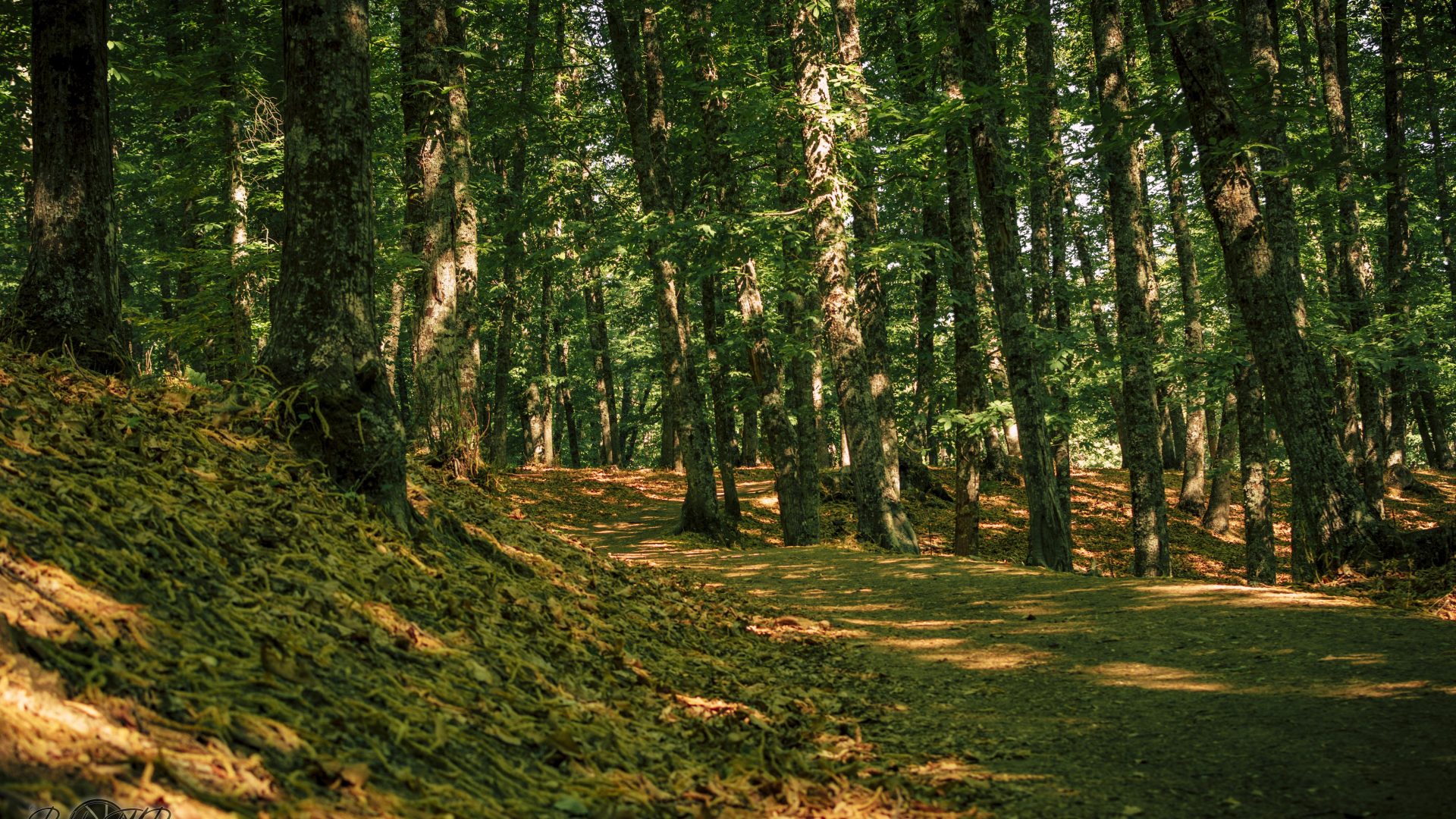 Castañar Del Tiemblo - 12