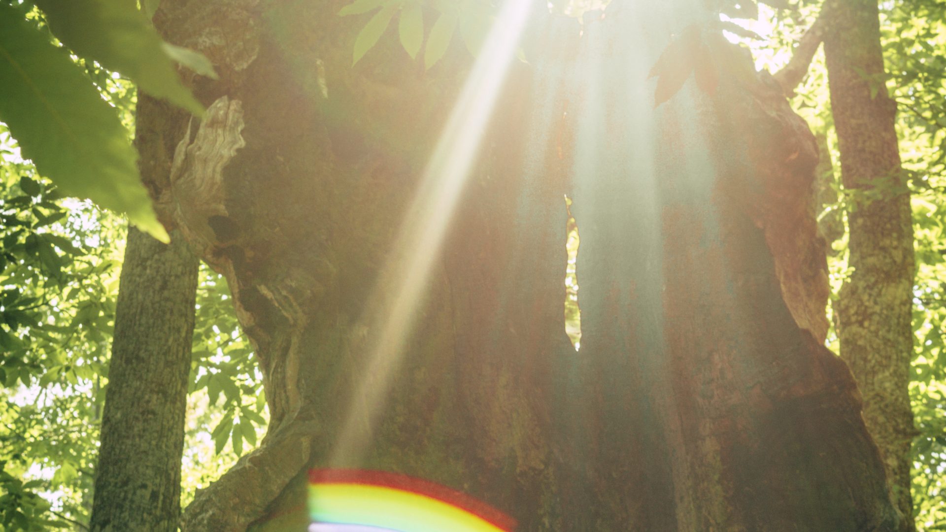 Castañar Del Tiemblo - 13