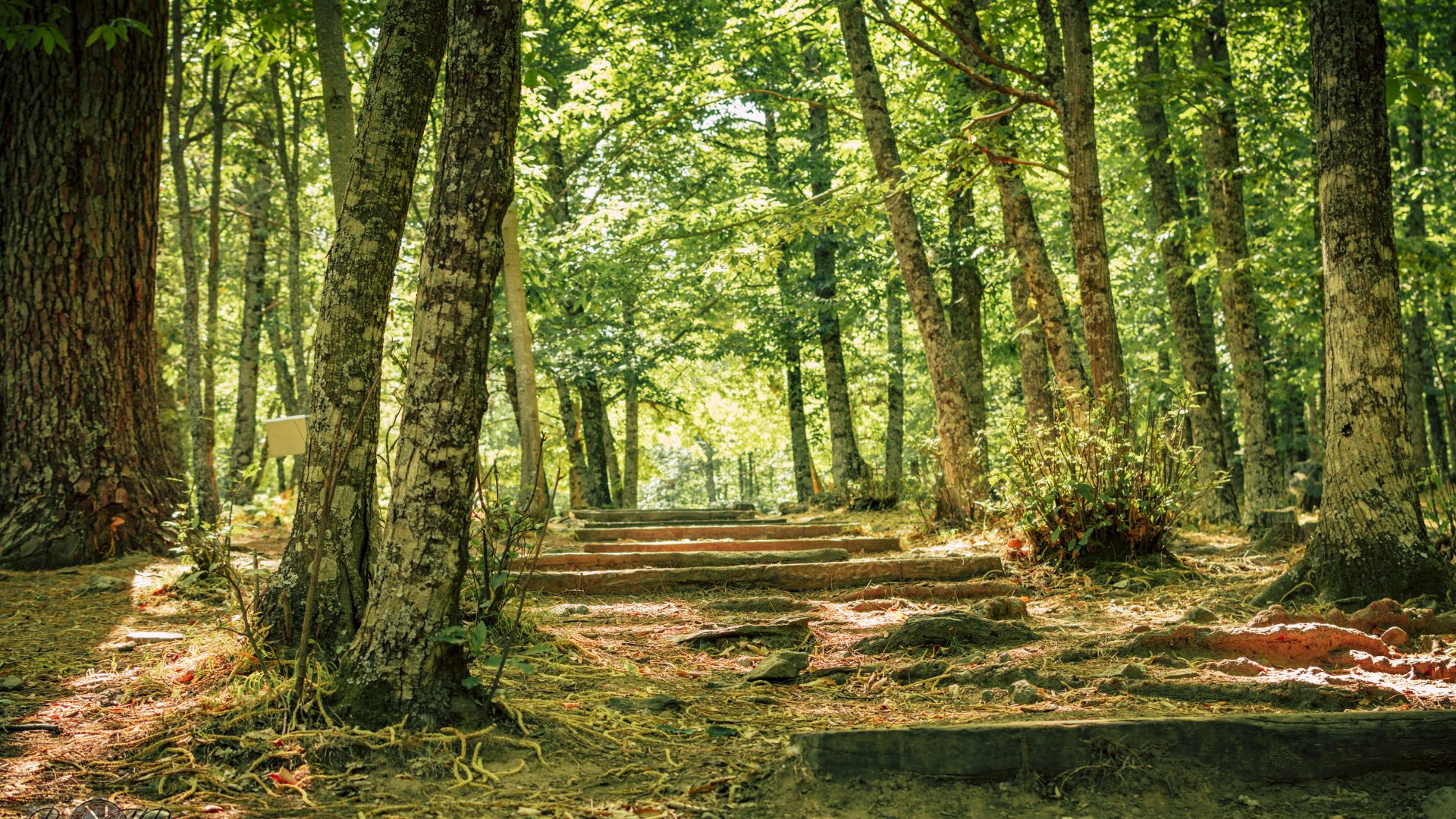 Castañar Del Tiemblo - 14
