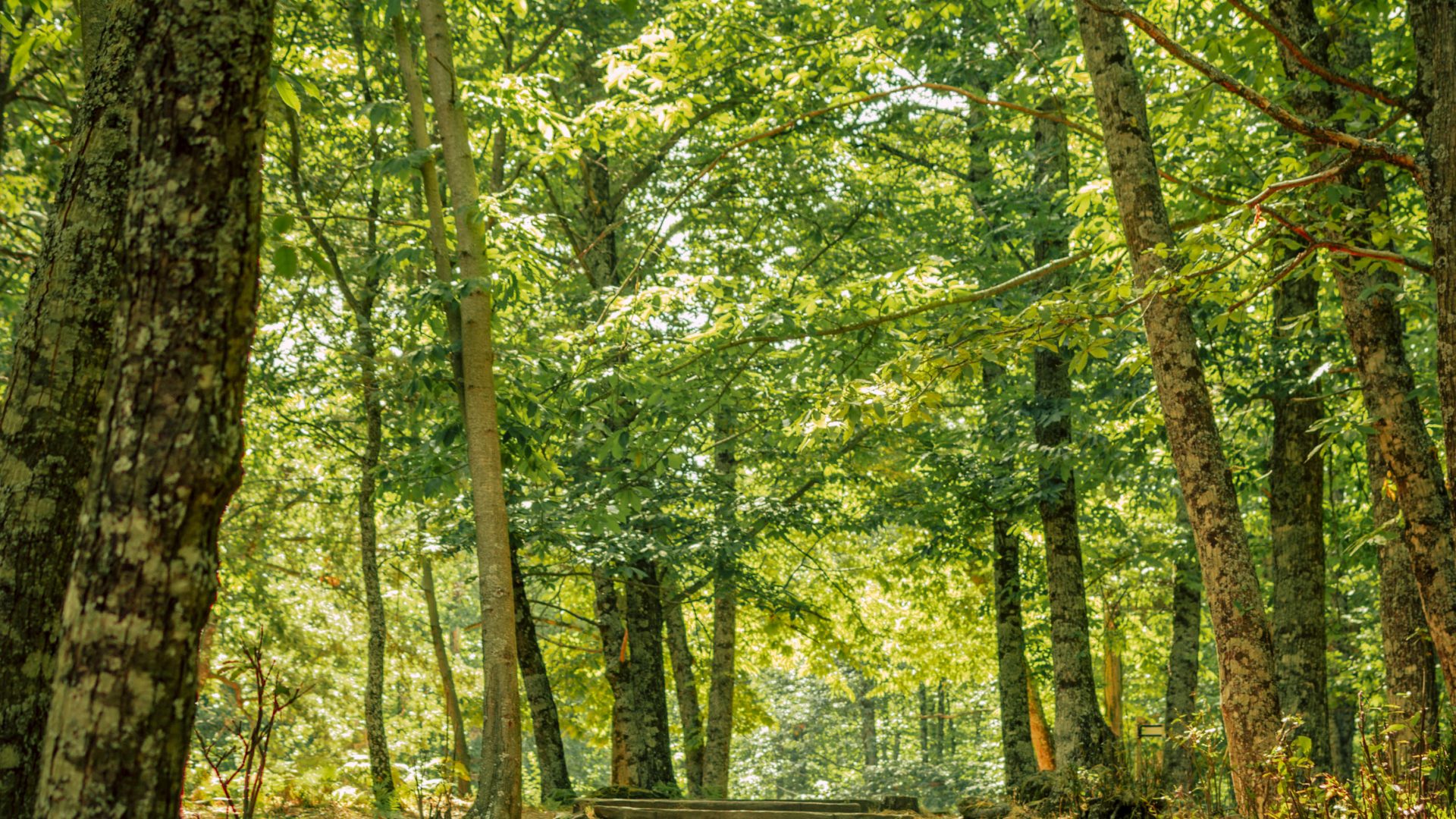 Castañar Del Tiemblo - 15