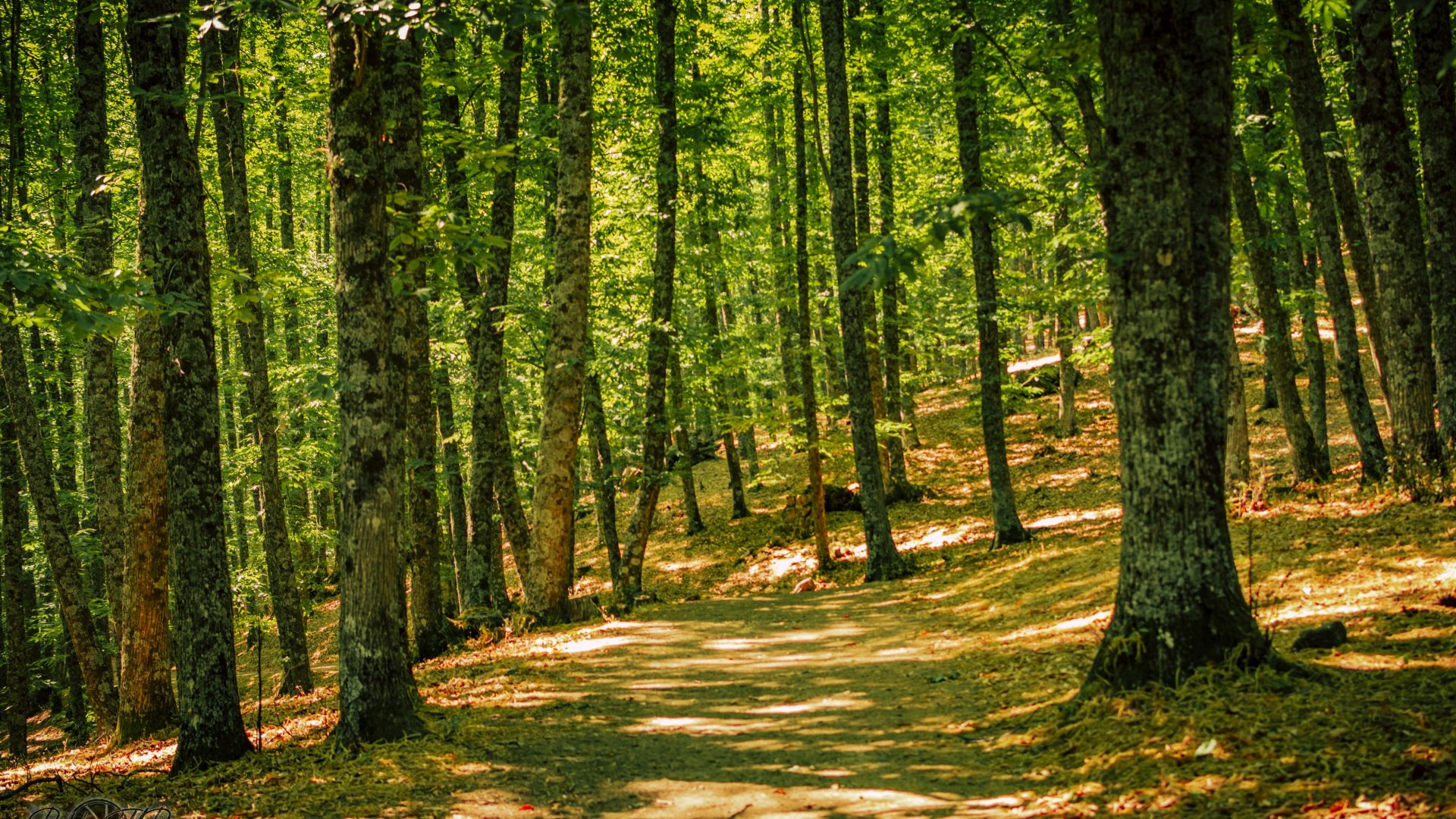 Castañar Del Tiemblo - 16