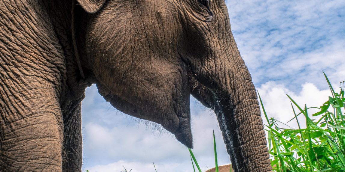 Thailand elephant - 07