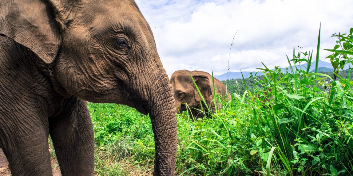 Thailand elephant - 01