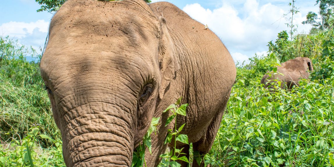 Thailand elephant - 02