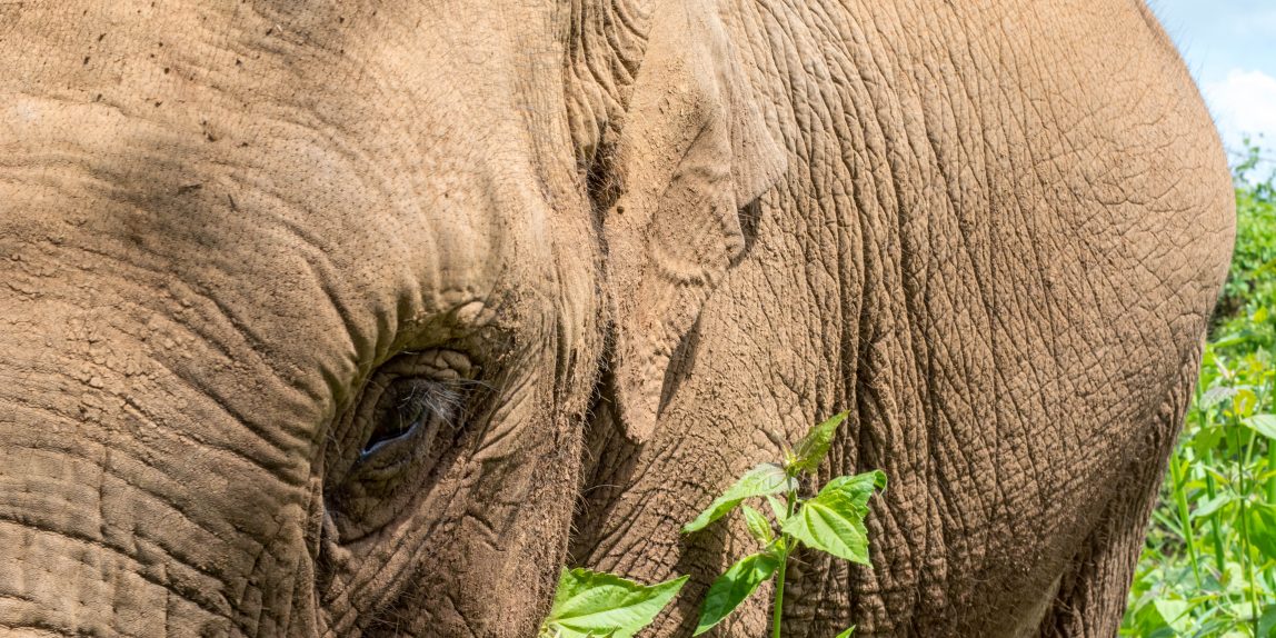 Thailand elephant - 03