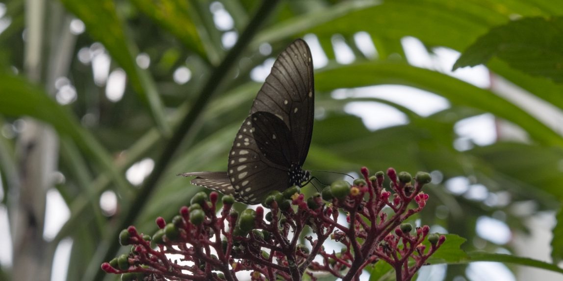Thailand Butterfly - 01