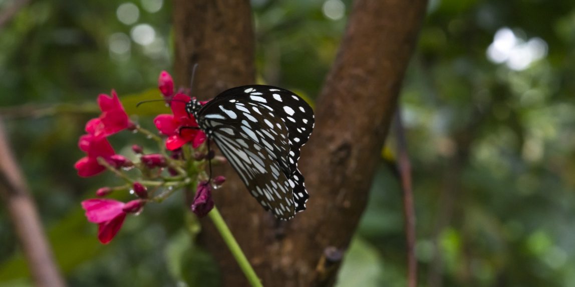 Thailand Butterfly - 02