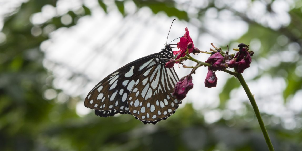 Thailand Butterfly - 03