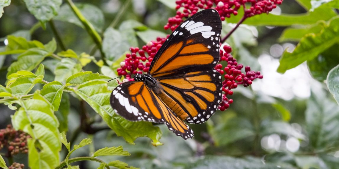 Thailand Butterfly - 04