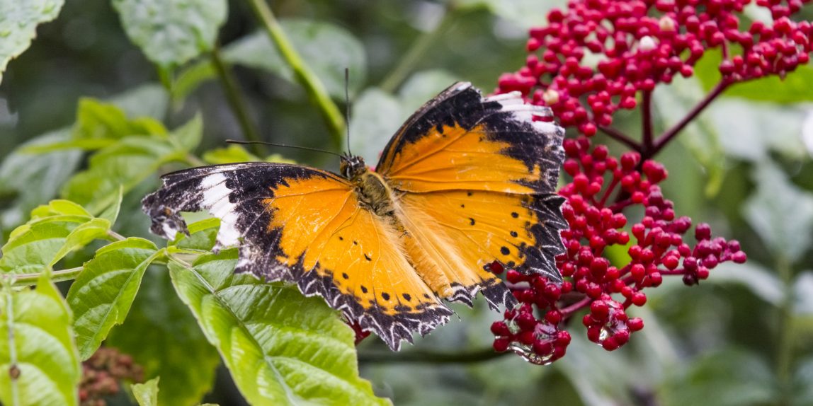 Thailand Butterfly - 05