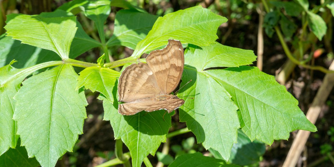 Thailand Butterfly - 07