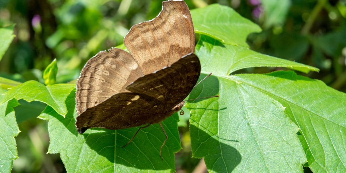 Thailand Butterfly - 08