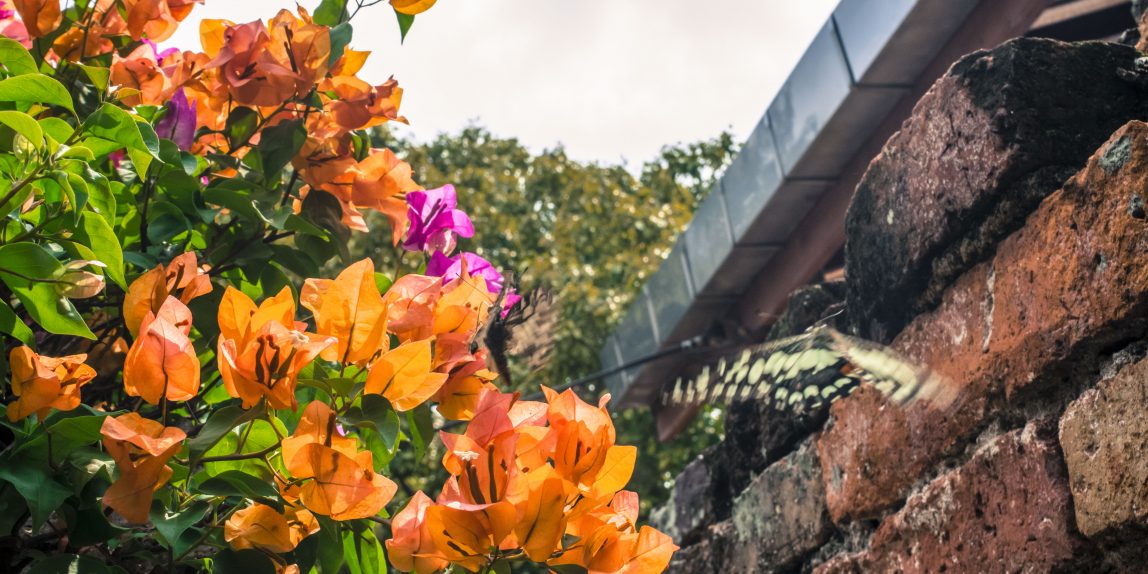 Thailand Butterfly - 06