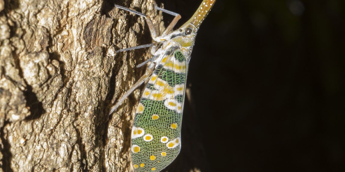 Thailand cicada - 01