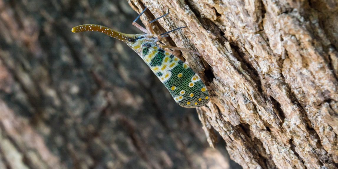 Thailand cicada - 02