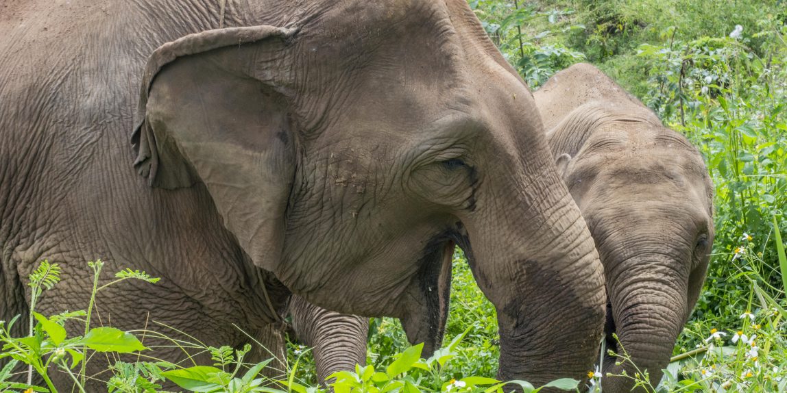 Thailand elephant - 04