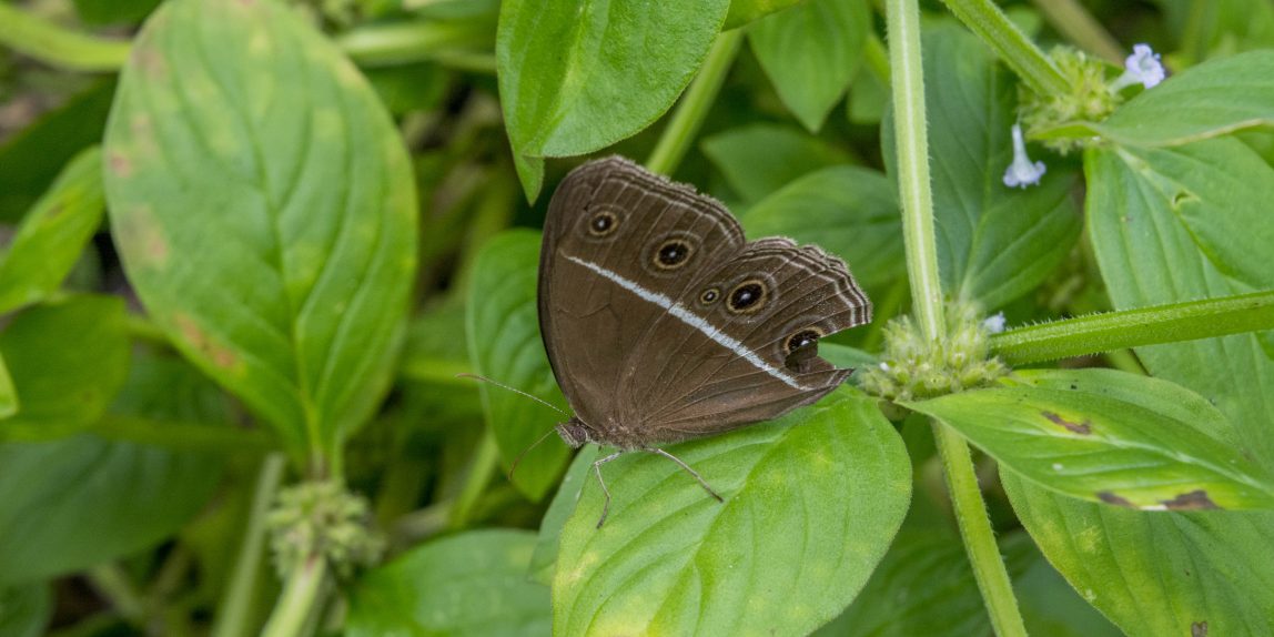 Thailand Butterfly - 09