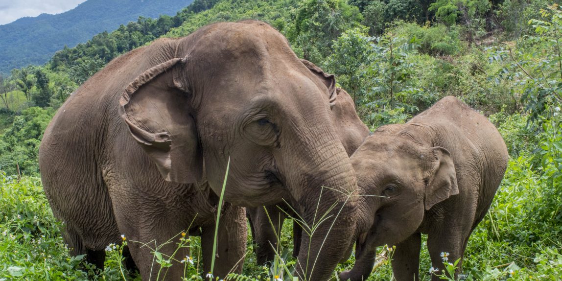 Thailand elephant - 05