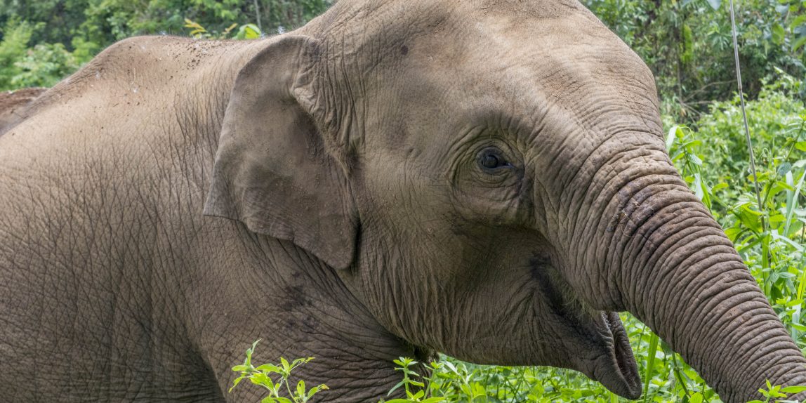 Thailand elephant - 06