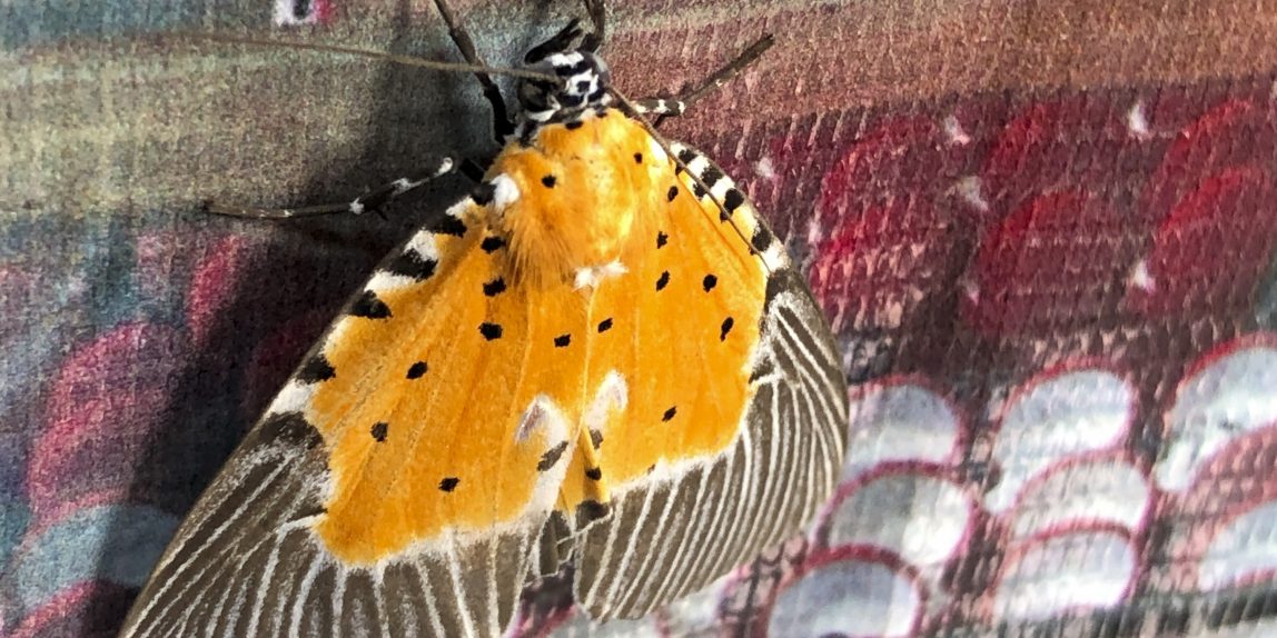 Thailand Butterfly - 10