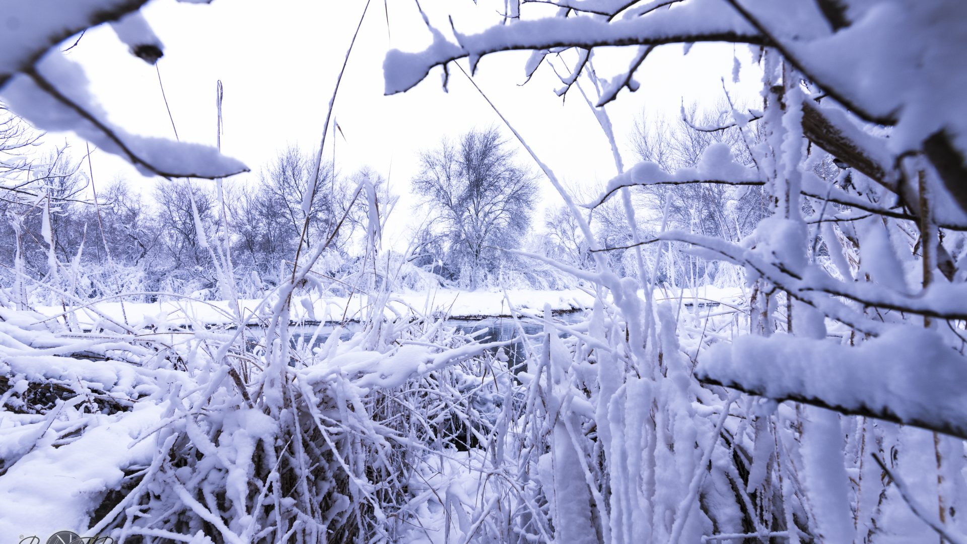 Rio Henares - "Filomena" -02