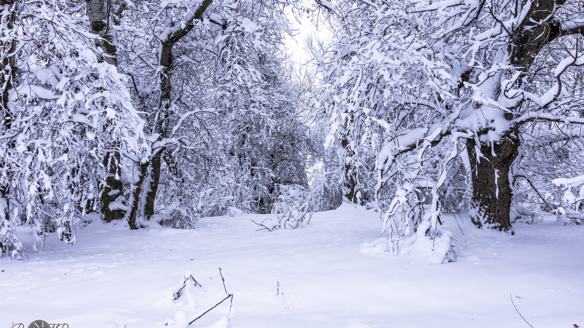 Rio Henares - "Filomena" -05