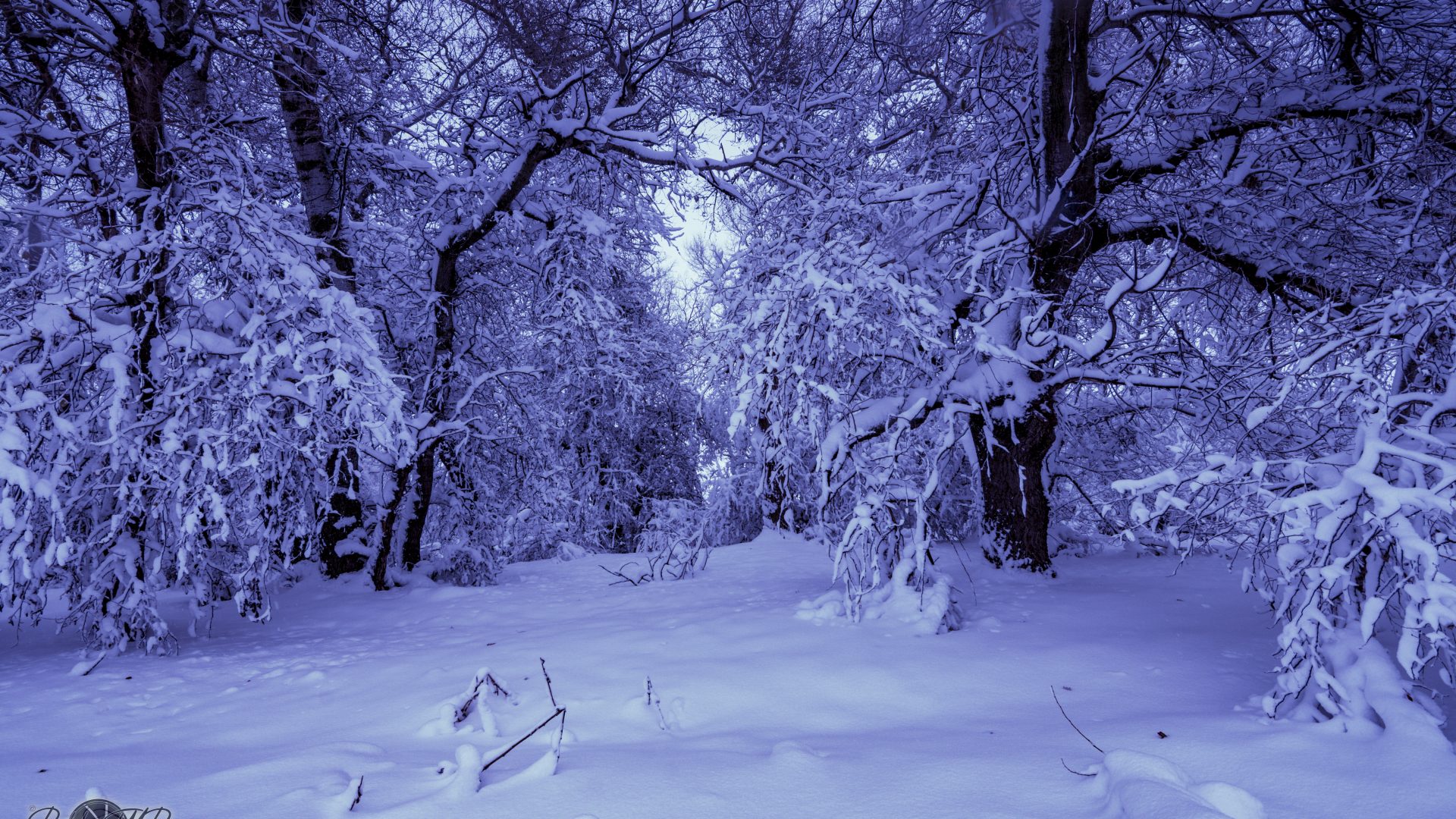 Rio Henares - "Filomena" -06