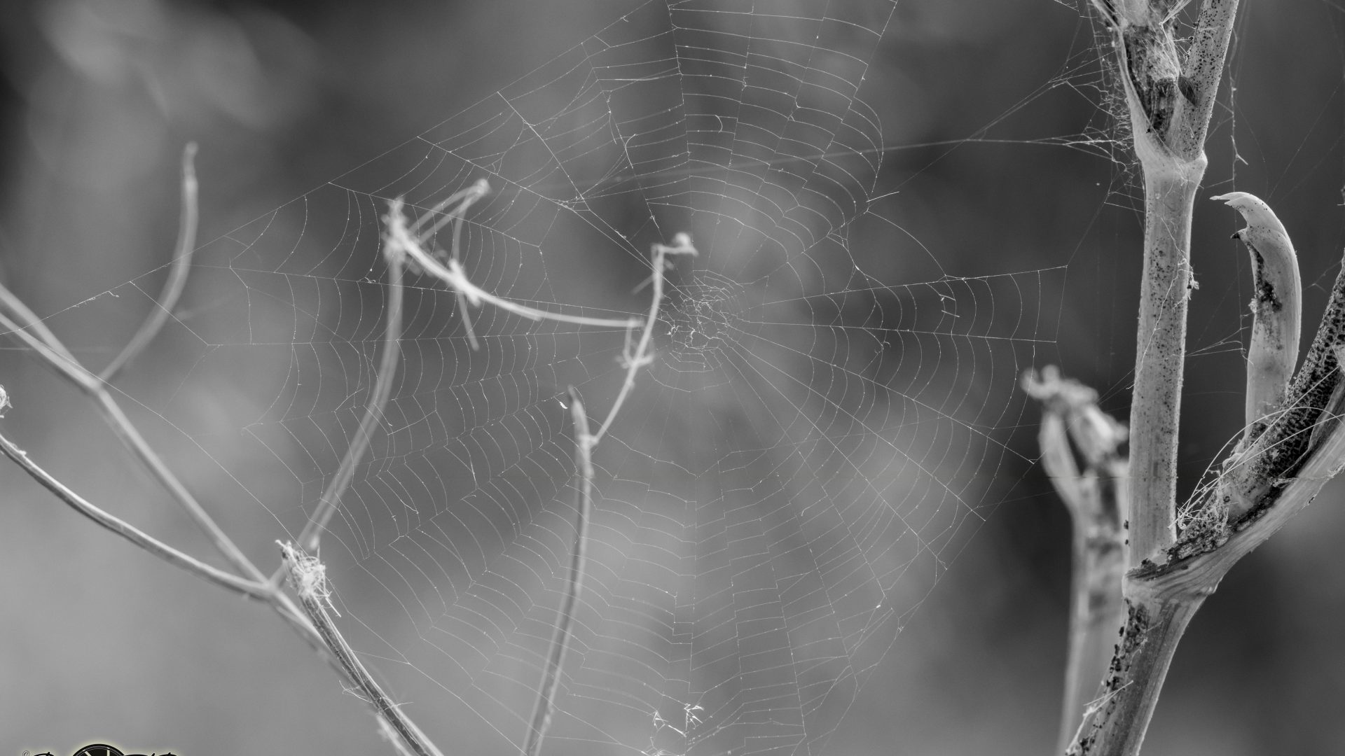 DSC_0509-3