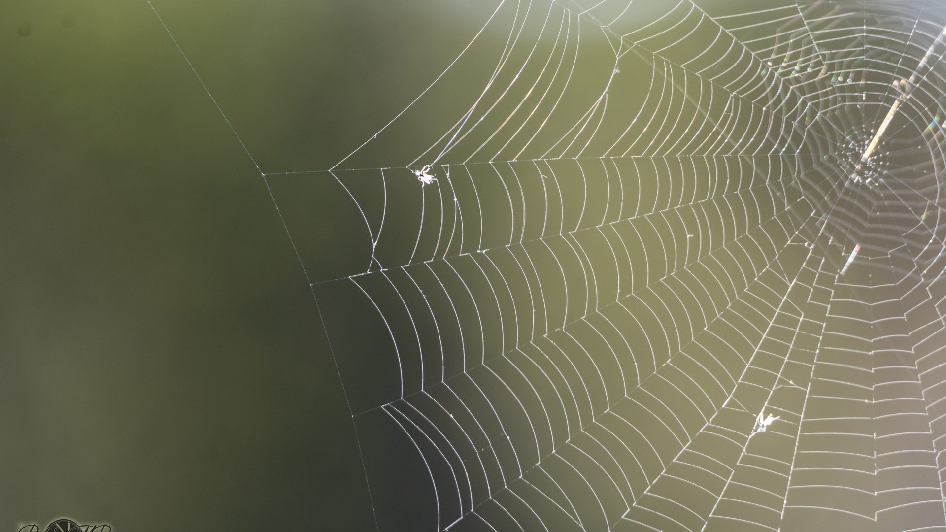 Telaraña (2)