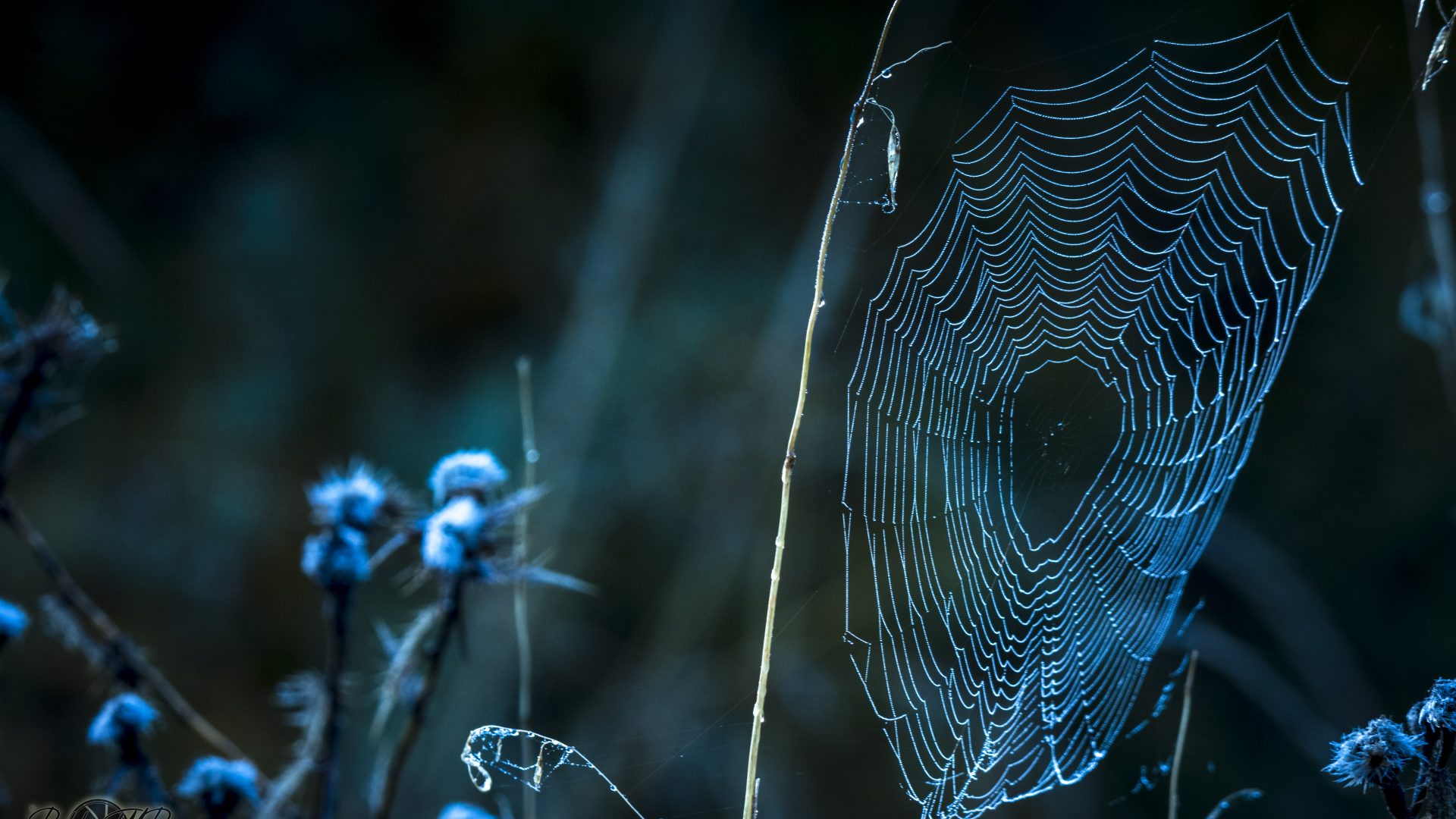 Telaraña (3)