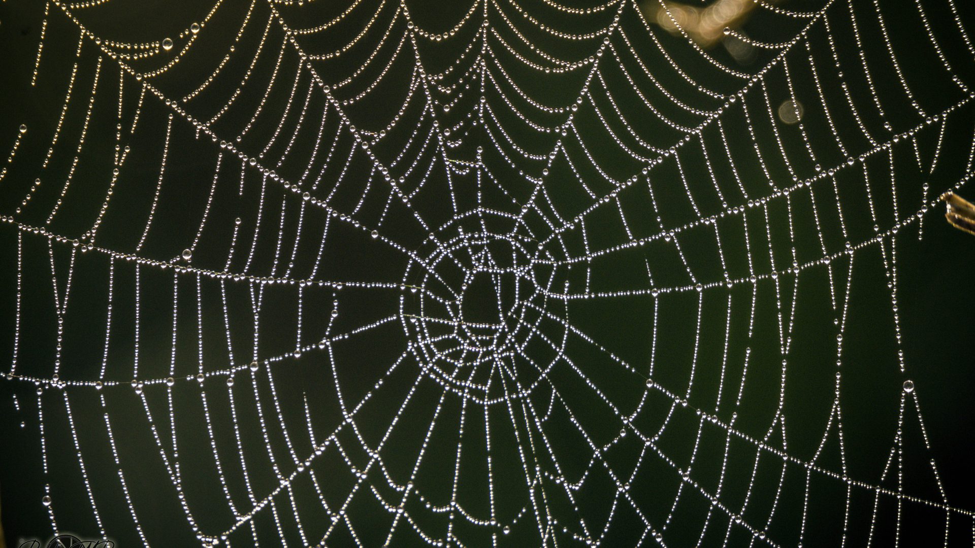Telaraña (8)