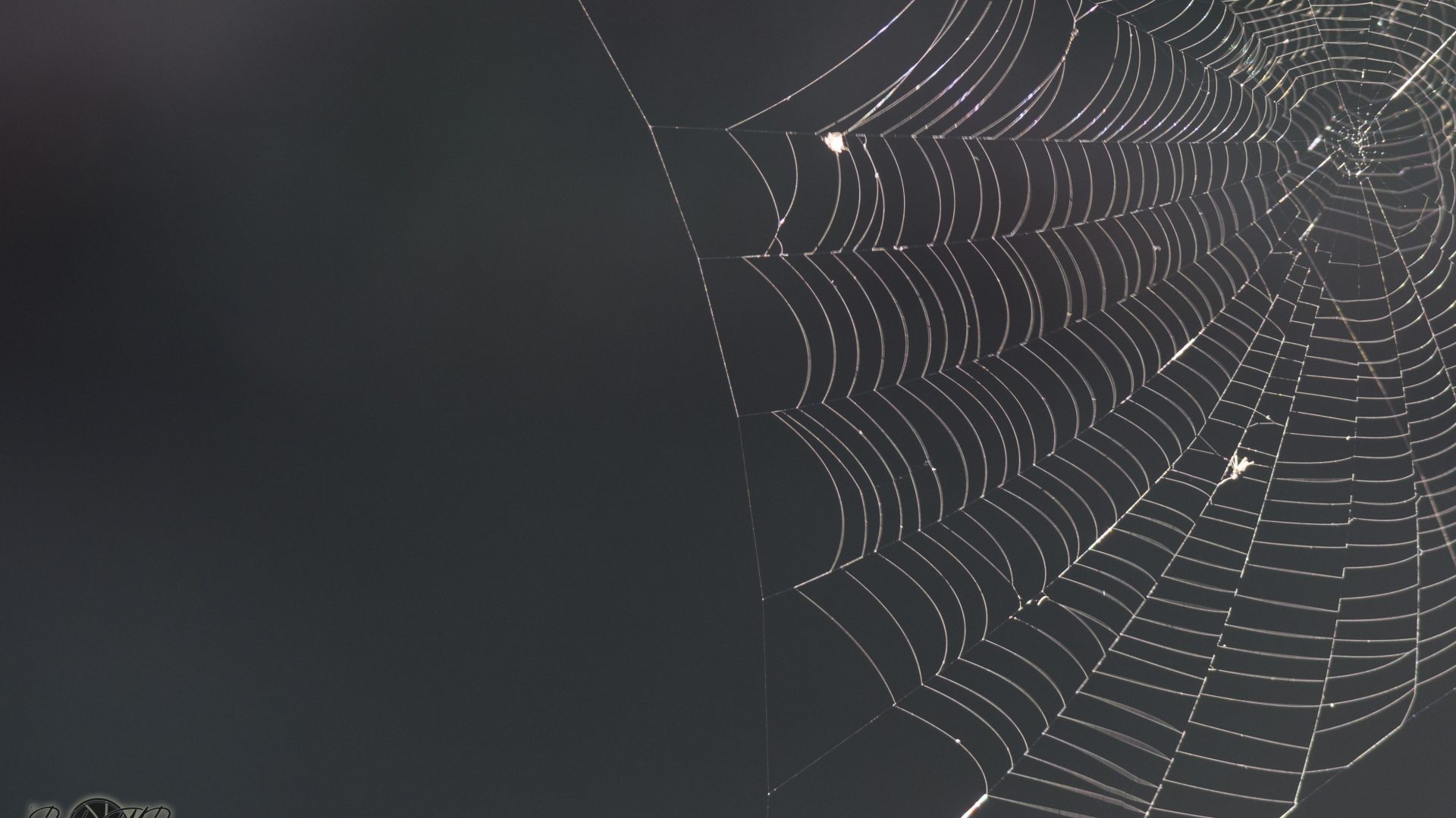 Telaraña (9)
